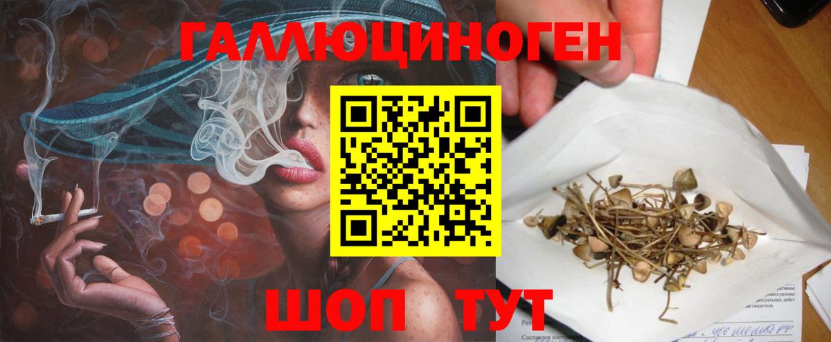 Псилоцибиновые грибы Psilocybe Минусинск